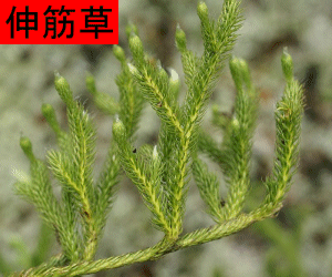 Shen Jin Cao concentrated powder