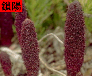 Suo Yang concentrated powder