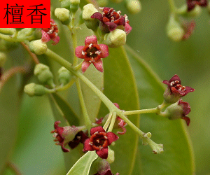 Tan Xiang tincture