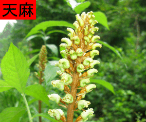 Tian Ma tincture