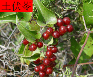 Tu Fu Ling concentrated powder