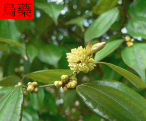 Wu Yao concentrated powder