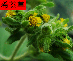 Xi Xian Cao concentrated powder