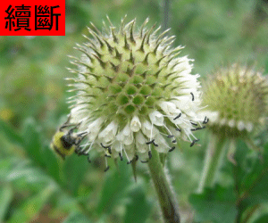Xu Duan tincture