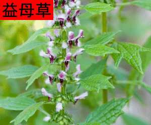 Yi Mu Cao concentrated powder