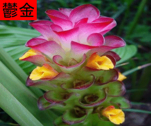 Yu Jin concentrated powder