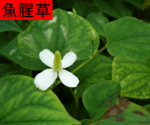 Yu Xing Cao concentrated powder