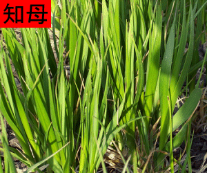 Zhi Mu concentrated powder