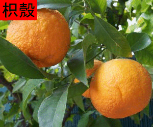 Zhi Ke (Zhi Qiao)  concentrated powder