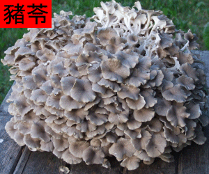 Zhu Ling tincture