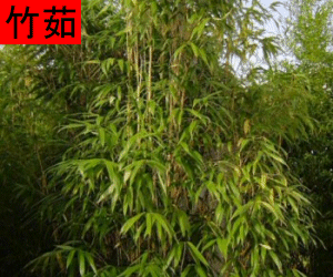 Zhu Ru tincture