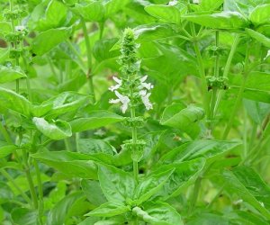 Basil absolute