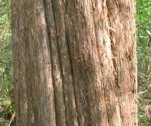 Cedarwood essential oil