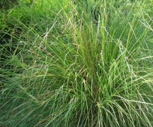 Vetiver essential oil