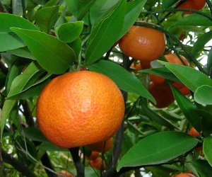 Mandarin essential oil