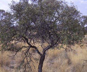 Sandalwood Australian