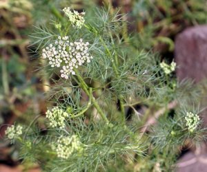 Ajowan essential oil