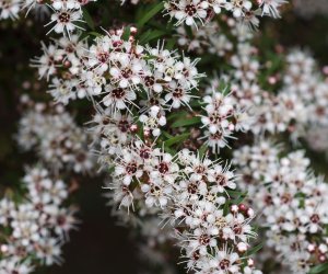 Kanuka essential oil