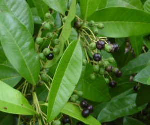 Pimento berry essential oil