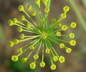 Dill seed essential oil