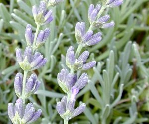Lavandin essential oil