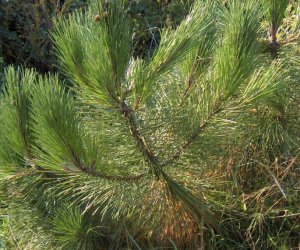 Maritime pine essential oil