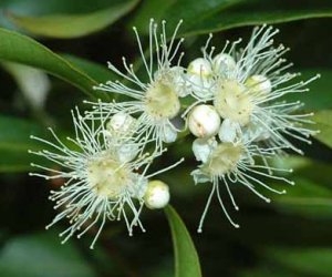 Aniseed Myrtle essential oil
