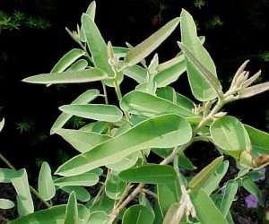 Eucalyptus Lemon essential oil