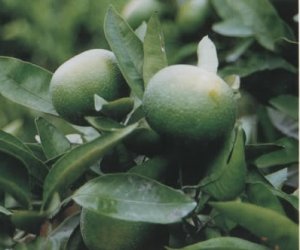 Orange Bitter essential oil