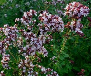 Oregano essential oil