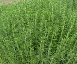 Savory herb tincture