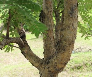 Frankincense essential oil