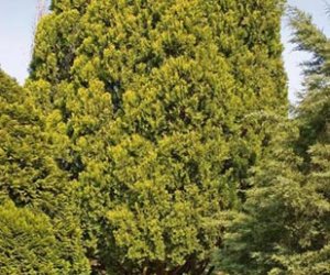 Cedarwood Chinese essential oil