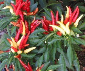 Chilli Seed essential oil