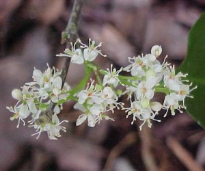 Amyris essential oil