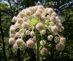 Angelica root essential oil
