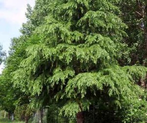 Cedarwood Himalayan essential oil