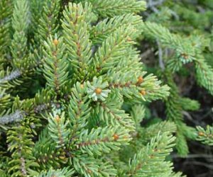Spruce (black) essential oil
