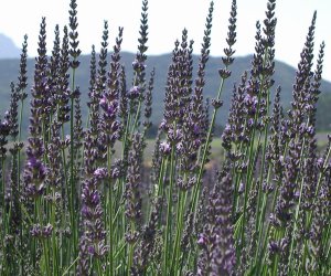Lavender Spike essential oil
