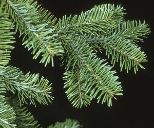 Fir Balsam