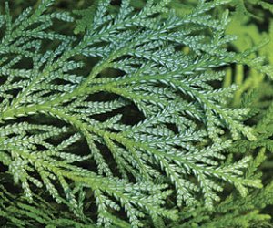 Hiba essential oil