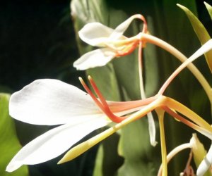 Hydacheium essential oil