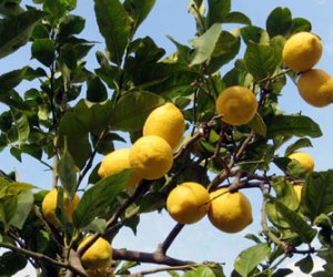 Petitgrain Lemon essential oil