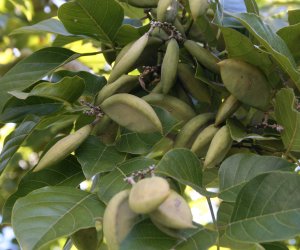 Karanj seed essential oil