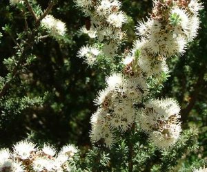 Kunzea essential oil