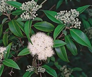 Lemon Myrtle essential oil