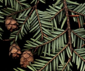 Hemlock Spruce essential oil