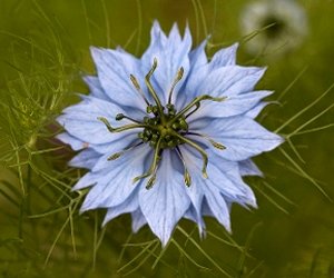 Nigella seed oil