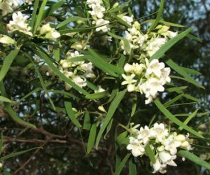 Buddahwood essential oil