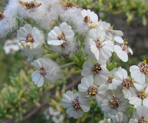 Cape Snow Bush essential oil